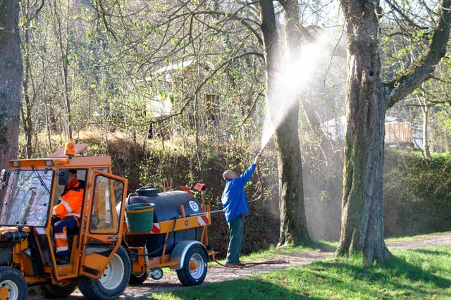 25 Kastanien wurden mit einem biologischen Mittel besprht.  | Foto: Ilona Hge