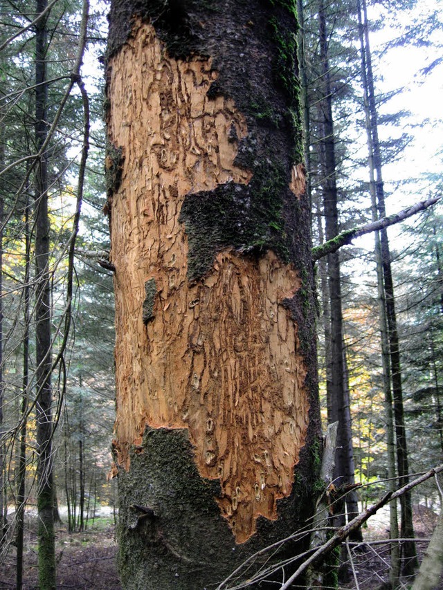 Das Foto zeigt Larvengnge und Puppenw...r Rinde eines stark befallenen Baums.   | Foto: fva freiburg