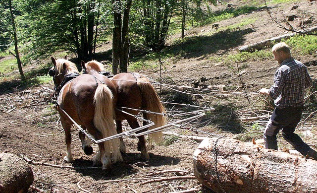 Keineswegs altmodisch: Holzrcken mit dem Pferd wird auf der Forst live gezeigt  | Foto: Maja Tolsdorf