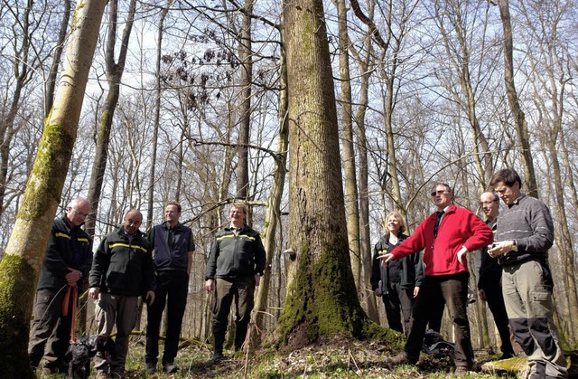 Eine Flche im Korker Wald bleibt ihre...t so Lebensraum fr gefhrdete Arten.   | Foto: Landratsamt