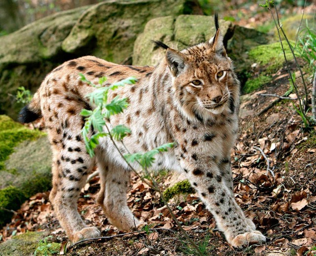 Zu erkennen ist der Luchs an seinen ch...-Ohren und dem kleinen Stummelschwanz.  | Foto: dpa