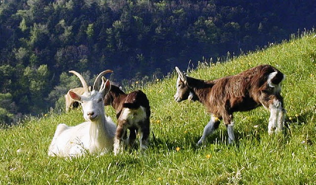 In den vergangenen Jahren sind sie zu ... Ziegenfamilie in der Frhlingssonne.   | Foto: Manfred Lange