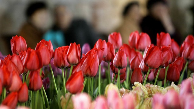 Tulpen, wohin das Auge reicht &#8211; bald zu sehen im Stadtpark.   | Foto: ddp