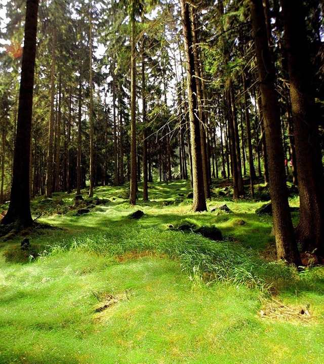 Der Staatswald ist der grte Forstbetrieb im Landkreis Lrrach.   | Foto: ddp