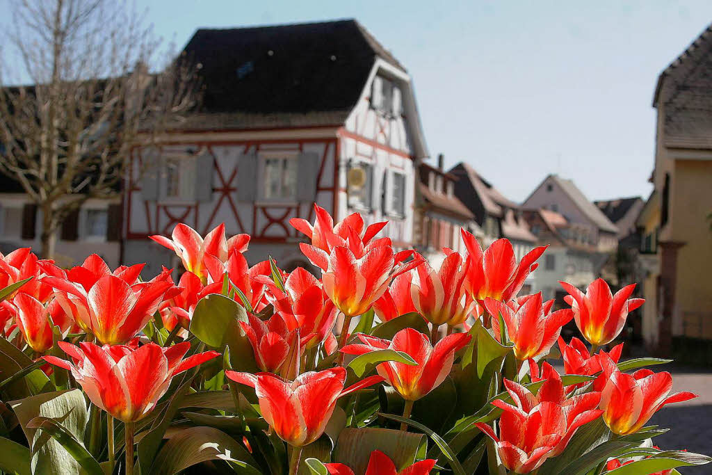 Krftige Tulpen in Ettenheim