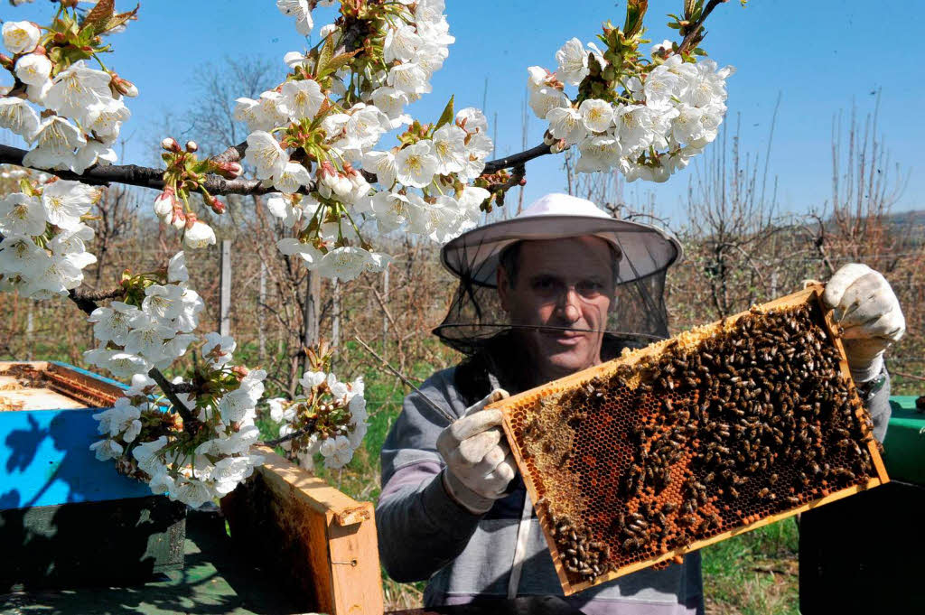 Imker Edgar Drews richtet bei Endingen-Amoltern seine Bienenksten fr die kommende Saison.