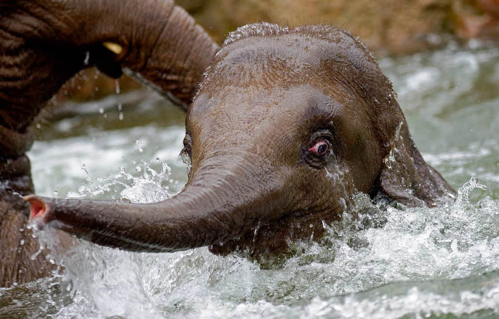 Zur Freude der Zoo-Besucher steigen die Elefanten oft ins Bad.