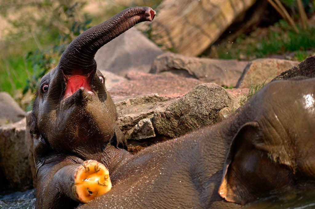 Zur Freude der Zoo-Besucher steigen die Elefanten oft ins Bad.