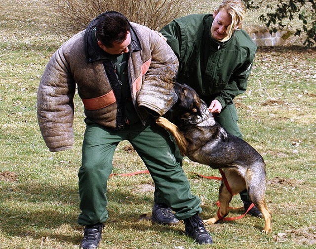 Polizeihund Emelie trainiert den Ernstfall.  | Foto: Igor Schindler