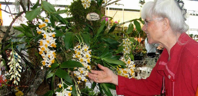 Wunderschn arrangiert prsentieren si...n Besuchern der Orchideea in Minseln.   | Foto: Ingrid Arndt