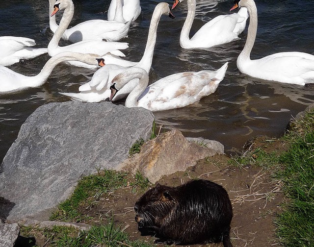 Nutria  | Foto: Gottfried Blansche