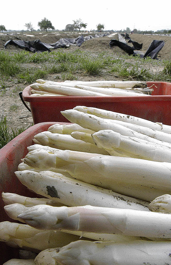 Der Spargel wächst! - Schwanau - Badische Zeitung