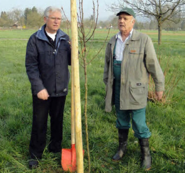 Fred Thelen (links) und Rudibert Schwarz pflanzten eine  Sckinger Birne.        | Foto: Hansjrg  Bader