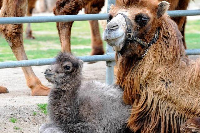 Fotos: Kamel-Fohlen tollt auf dem Mundenhof herum