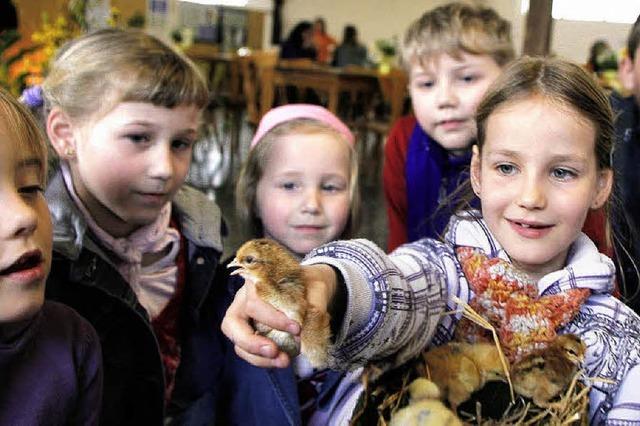 Wissenswertes rund um Huhn und Ei