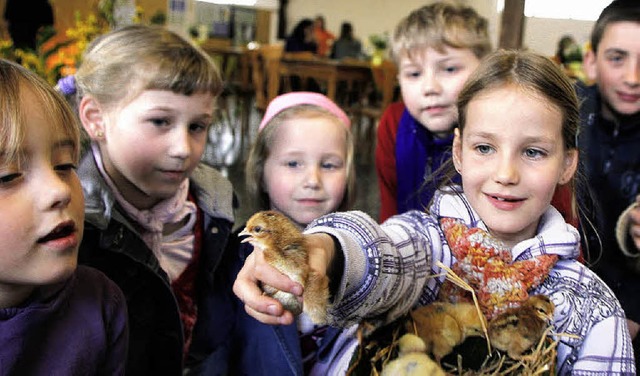 Die Kken sind eine Schau: frisch geschlpfter Nachwuchs.   | Foto: Fssel