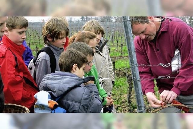 Ziel: Den Traubenwickler verwirren