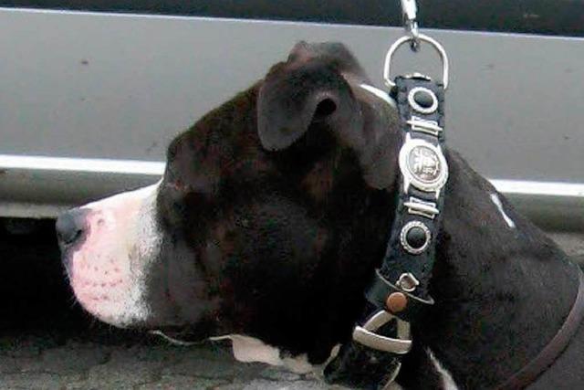 Offenburger Polizei entdeckt illegale Kampfhunde