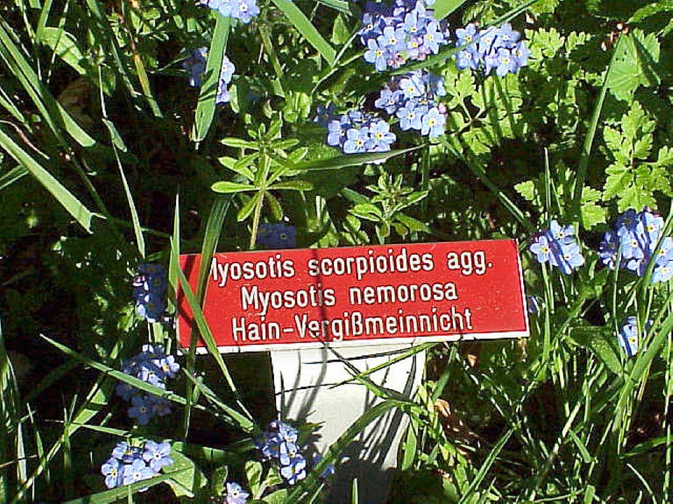   | Foto: manfred Metzger
