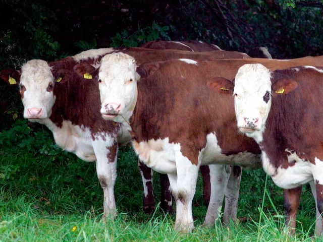 Trotz dem Hickhack um den Etikettens c... Breisgaumilch sind weiterhin gefragt.  | Foto: usage worldwide, Verwendung weltweit