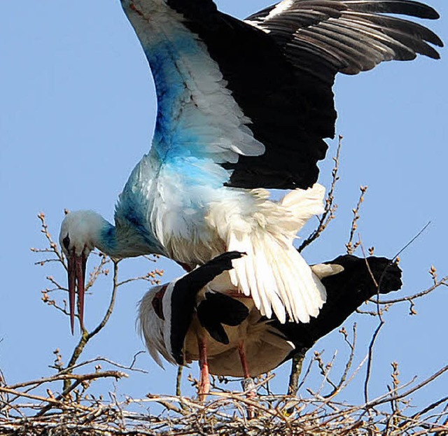 Blauer Storch an der Elbe  | Foto: dpa