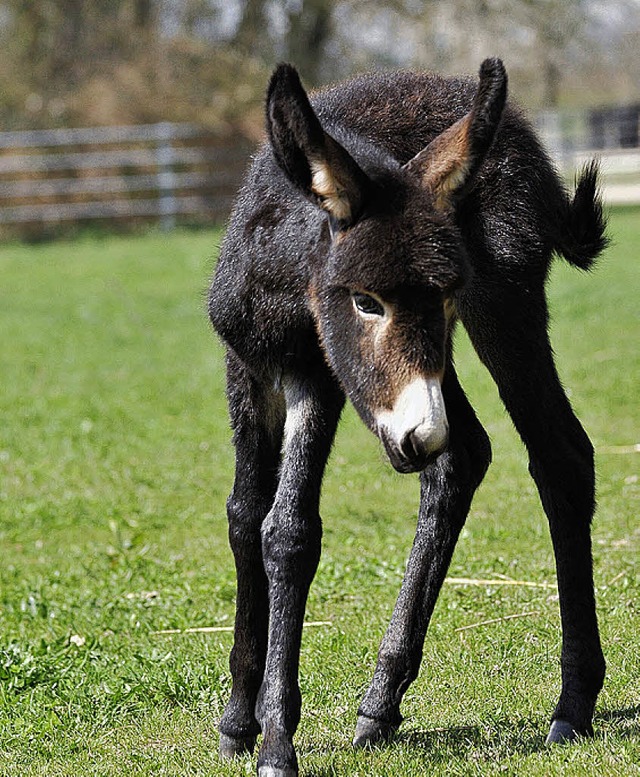 Aufgeweckt: Wissenswertes rund um die Esel  | Foto:  Ingo schneider