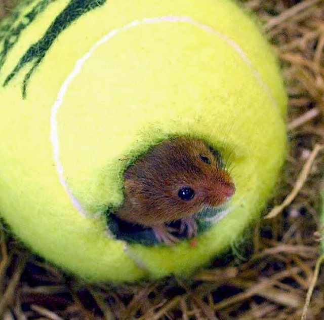 So ein Tennisball ist halt schon eine prima Wohnung.   | Foto: dpa