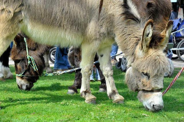 Fotos: Das Eselfest auf dem Mundenhof