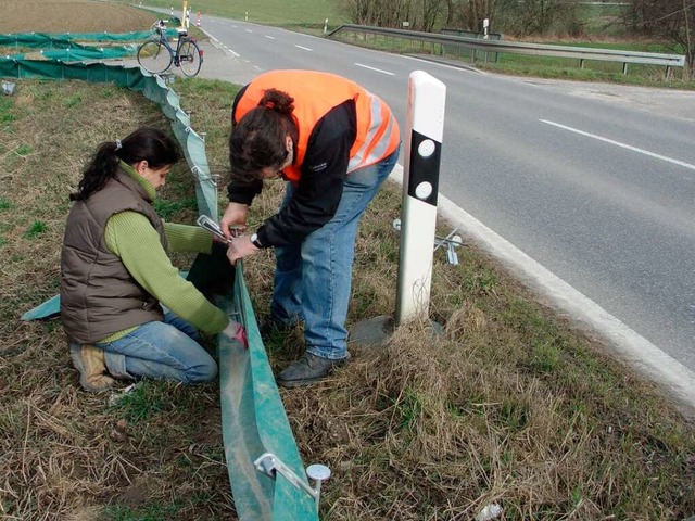 Bei Rmmingen bauen Naturschtzer jede...e Krten und Frsche ber die Strae.   | Foto: OuK