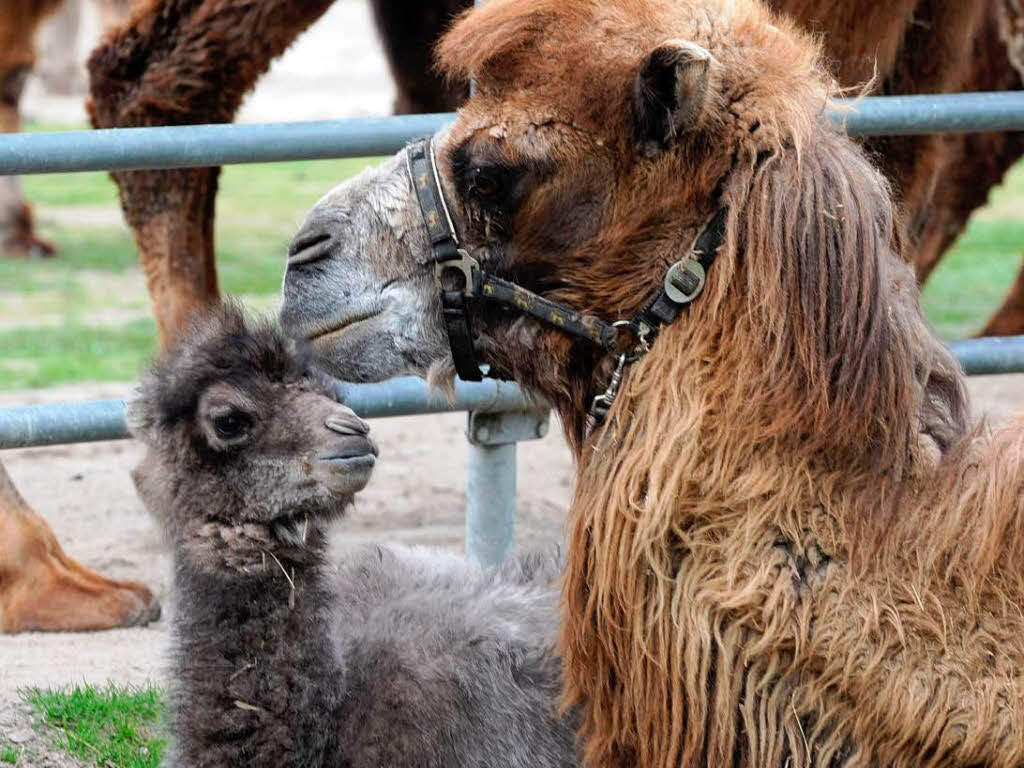 Auf dem Mundenhof hat Kamelmutter Chamba ein Junges geboren