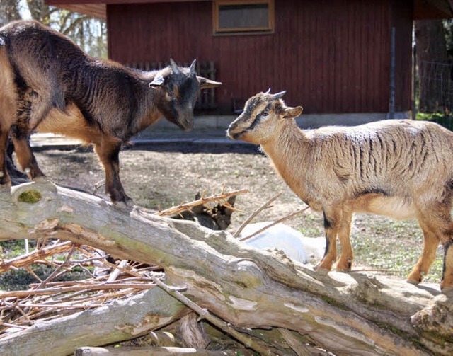 Der Tierpark soll  bis zum Hochwassers...und Platz schaffen fr neue Tierarten.  | Foto: Gramespacher