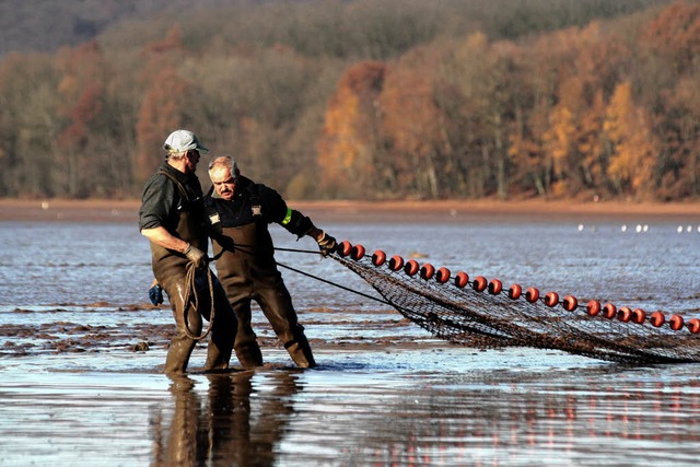 Fischer fischen Algen aus berdngtem Sundgau -Teich   | Foto: Jerom gil