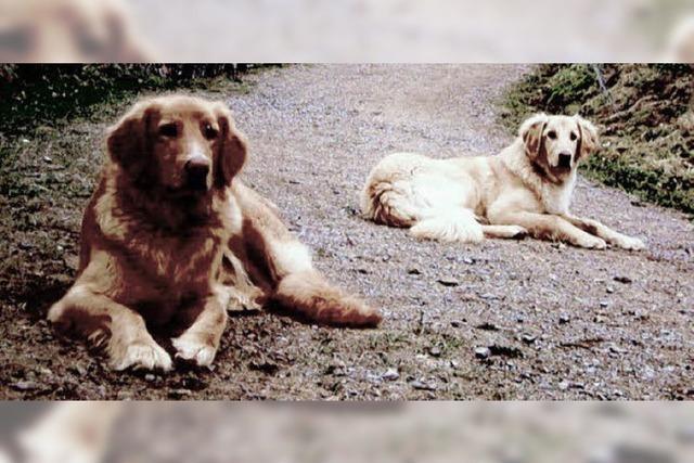 Besitzer und Polizei suchen nach Hunden – und ihren Entfhrern?