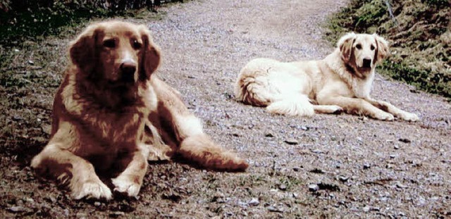 So sehen die vermissten Hunde  aus Buchenbach aus.   | Foto: Polizei