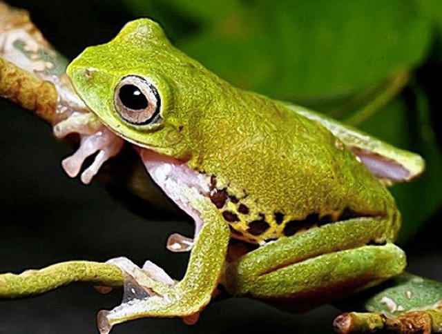 Der Mulu-Frosch ist nur in der Nacht hellgrn.   | Foto: ddp/dpa