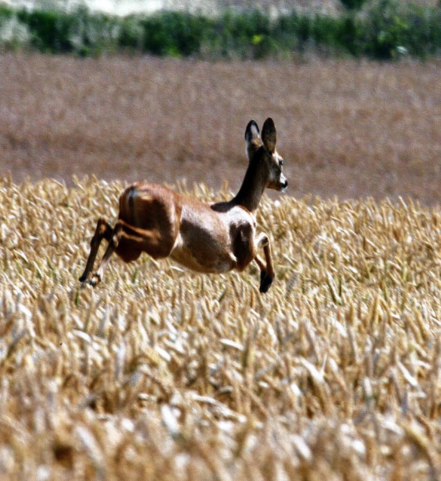 Ein  Reh springt durch ein Getreidefel...i Jahre dauernden Modell ermittelt.     | Foto: dpa