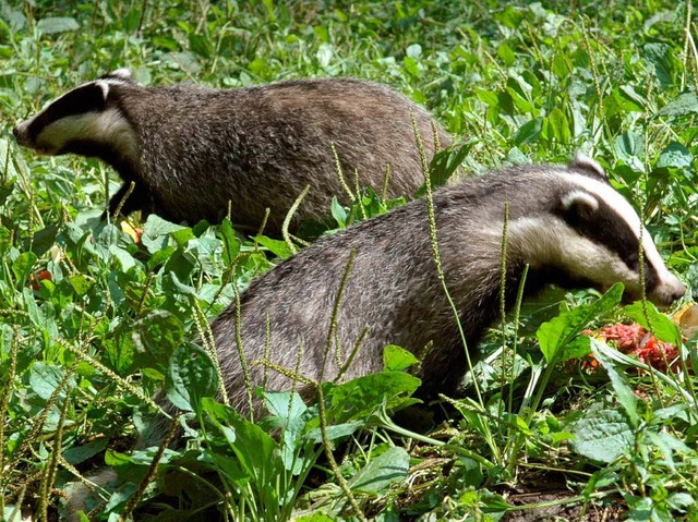 Zwei Dachse machen sich einen schnen Tag im Gras.  | Foto: dpa