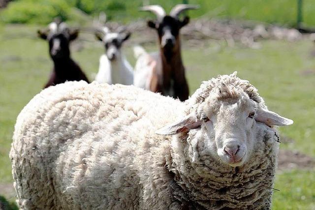 Einsames Schaf verfolgt Mofafahrer - Besitzer gesucht