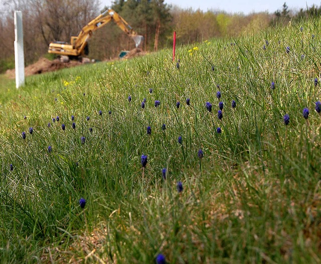 Die Magerrasenflchen neben dem Leinpf...glichst unbeschadet abgetragen werden.  | Foto: Jochen Fillisch