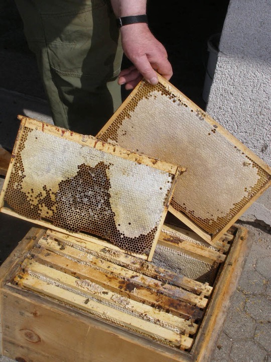 Futterreste, tote Bienen und verkotete...ch dem Winter in ihren Bienenhäusern.   | Foto: Liane Schilling