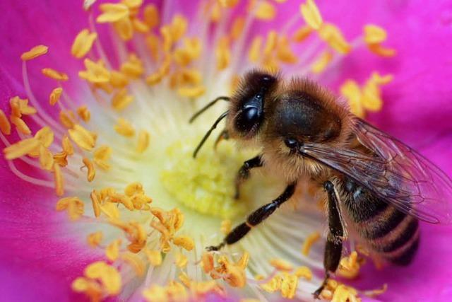 Imker beklagen Bienensterben im Hochschwarzwald