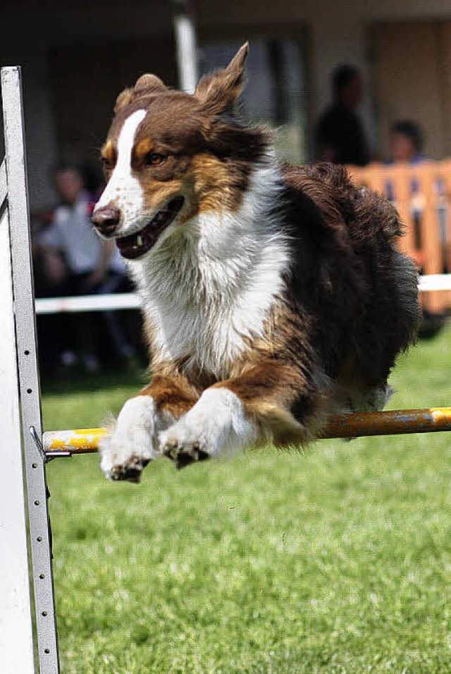 Agility &#8211; ein Sport fr alle Hunderassen.   | Foto: Schiller