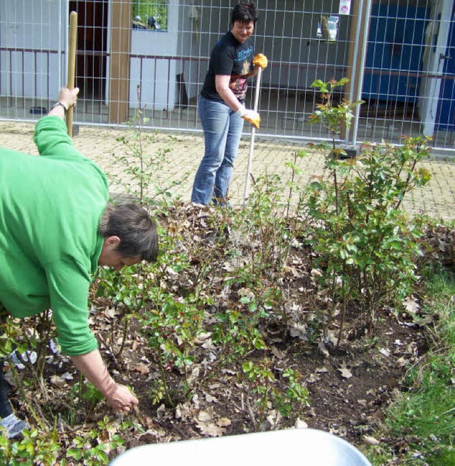 Vllig von altem Laub bedeckt war das Rosenbeet am Eingang.   | Foto: S. Timm