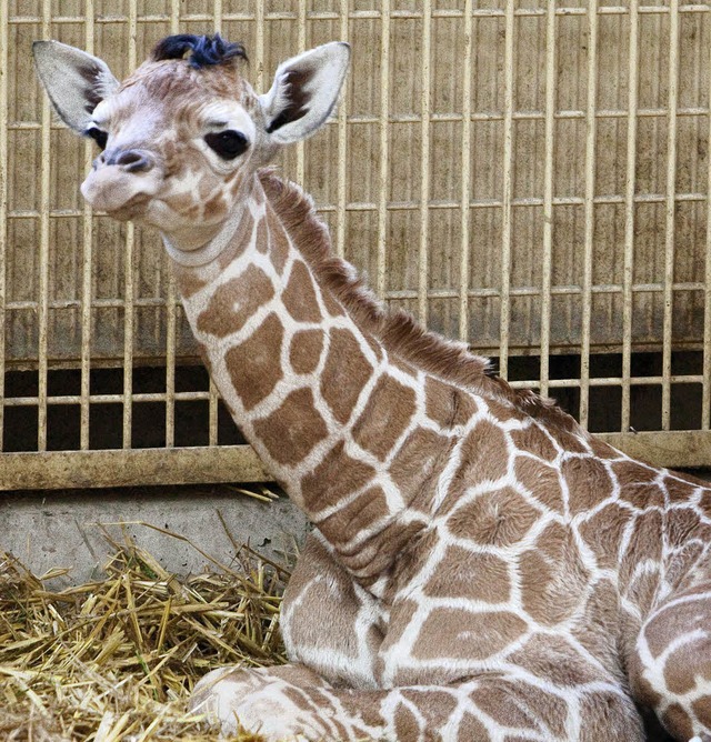 Giraffenbaby Doumi musste eingeschlfert werden.  | Foto: dpa