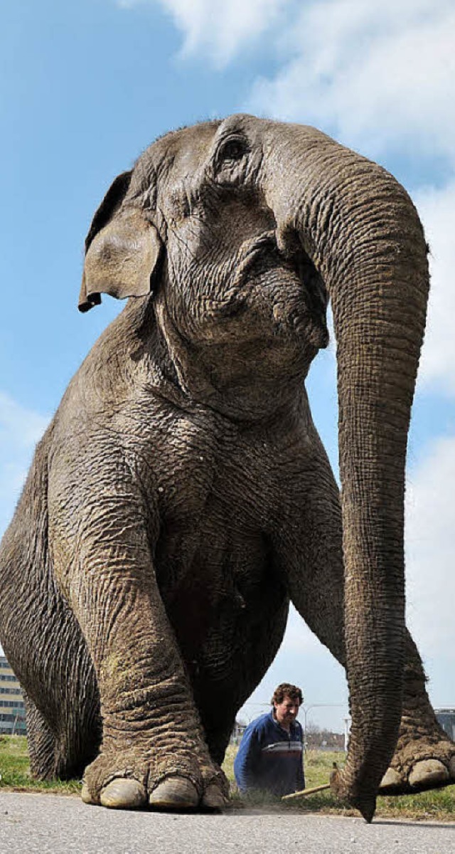 Sie sind gro, aber ngstlich: Elefanten   | Foto: Ingo Schneider