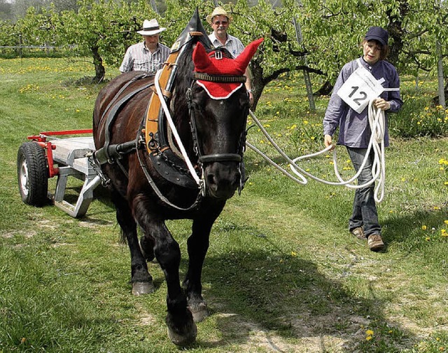 Pferd und Fuhrmann bei der gemeinsamen Arbeit.   | Foto: Ulrike Hiller