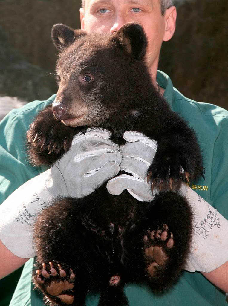 Schwarzbr-Baby Fargo wird im Tierpark Friedrichsfelde in Berlin von einem Tierpfleger der ffentlichkeit vorgestellt.
