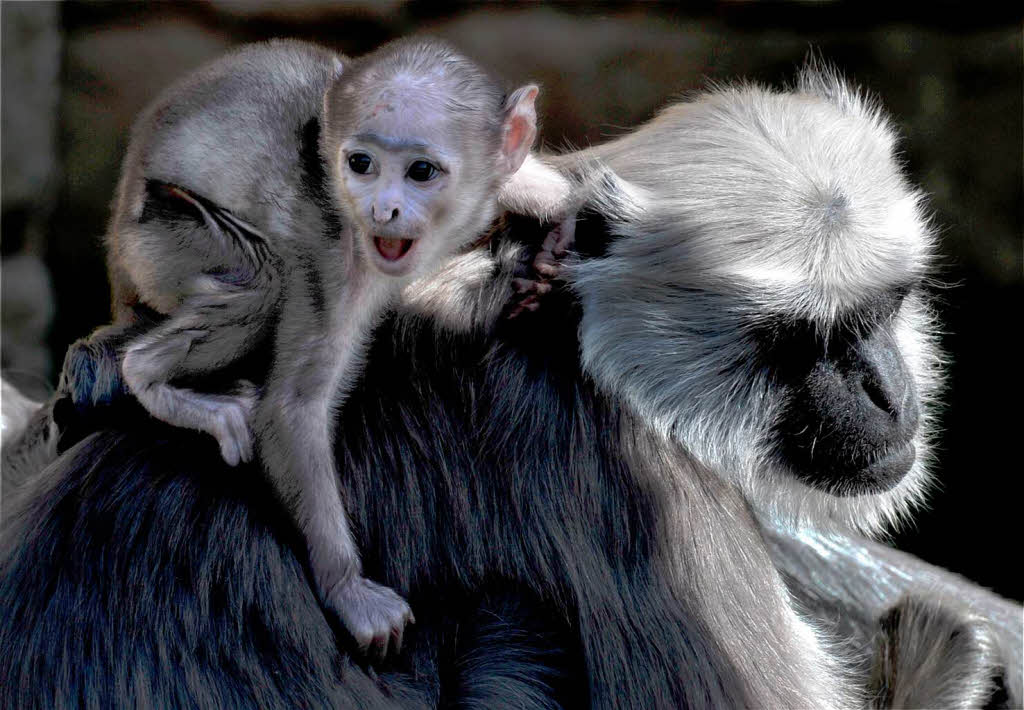 Ein kleines Hulman-Languren-Baby sitzt im Zoo Hannover auf der Schulter seiner Mutter Lisa.