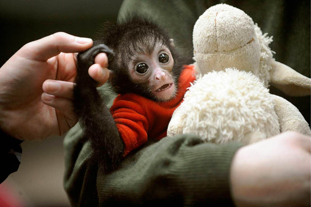 Ein Tierpfleger hlt im Wuppertaler Zoo das Schwarze-Klammeraffen-Baby Azusa an der Hand.