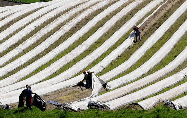 Die Nachfrage steigt:  Erntehelfer bei...elstechen auf einem Feld bei Opfingen.  | Foto: Ingo Schneider